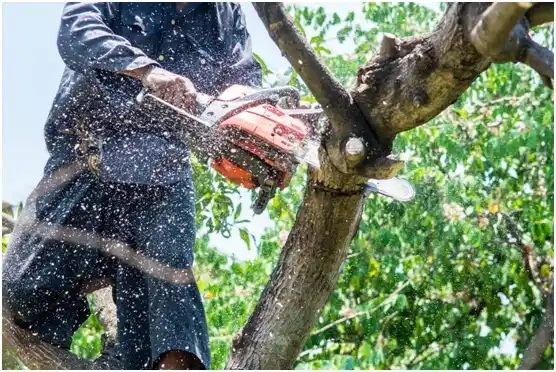 tree services Norfolk